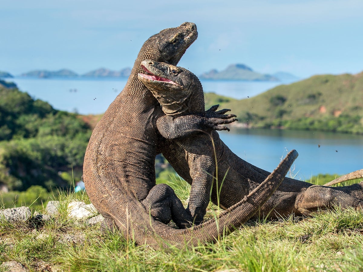 Điều gì xảy ra nếu một người bị rồng Komodo cắn? - Ảnh 2.