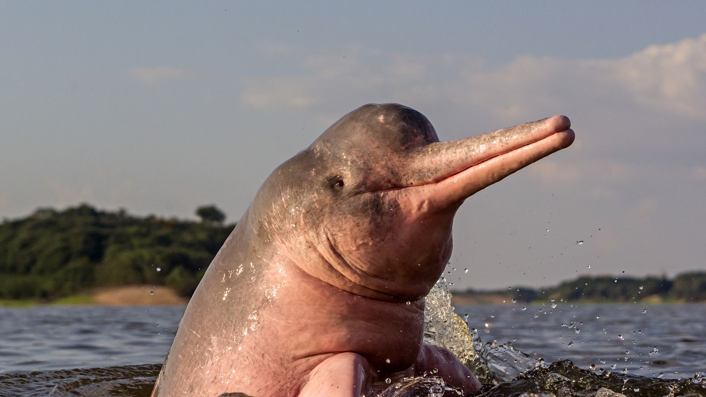 Tại sao cá heo sông Amazon có màu hồng? - Ảnh 3.