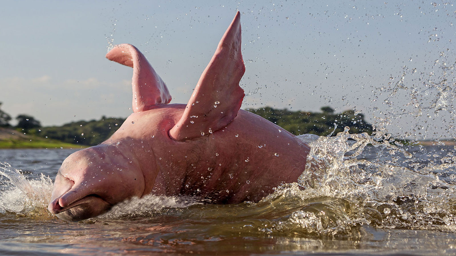 Tại sao cá heo sông Amazon có màu hồng?