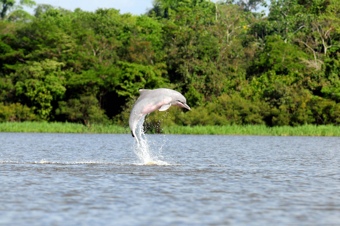 Tại sao cá heo sông Amazon có màu hồng? - Ảnh 5.