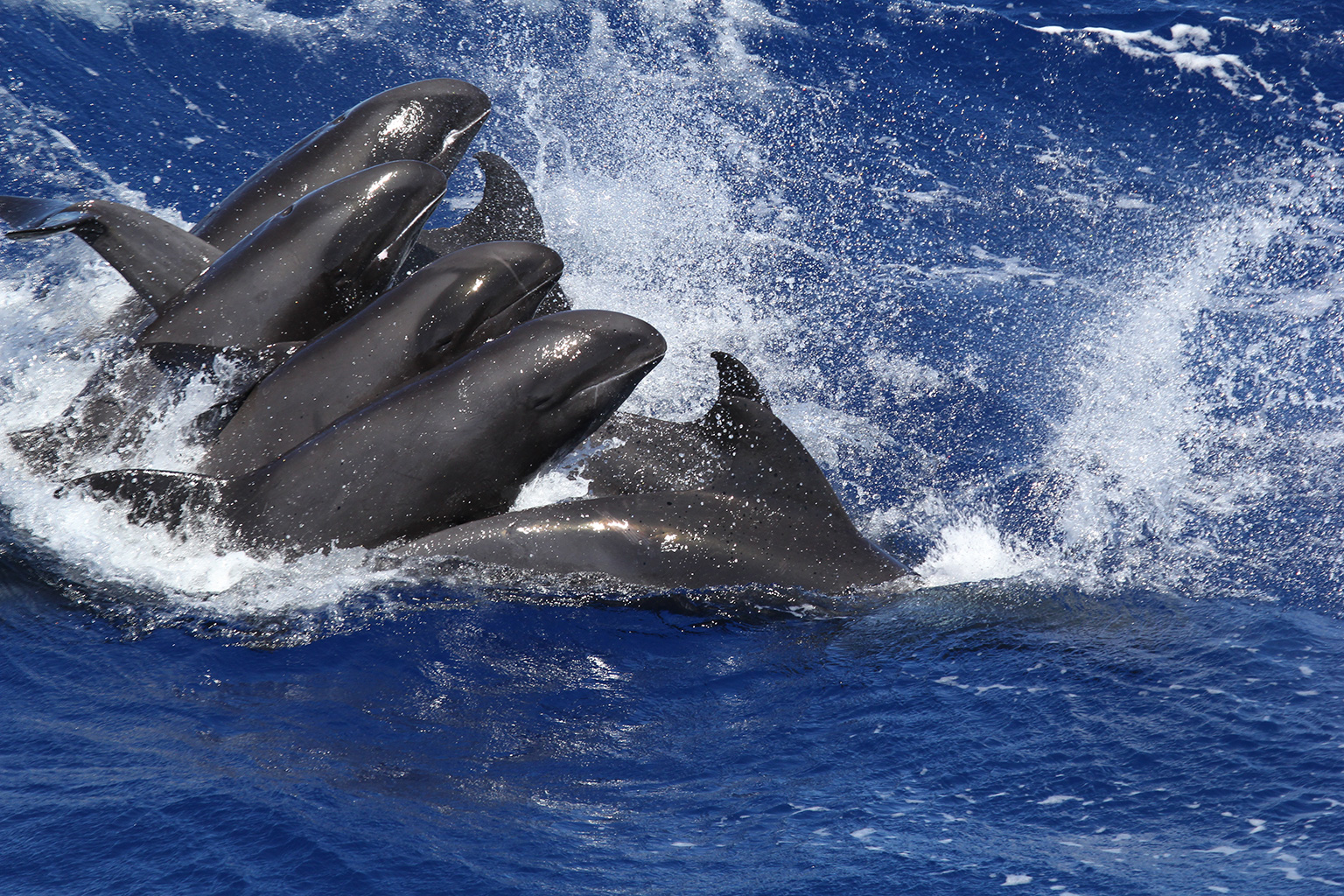 Vi nhựa đã được phát hiện trong mô cơ thể cá voi và cá heo - Ảnh 3.