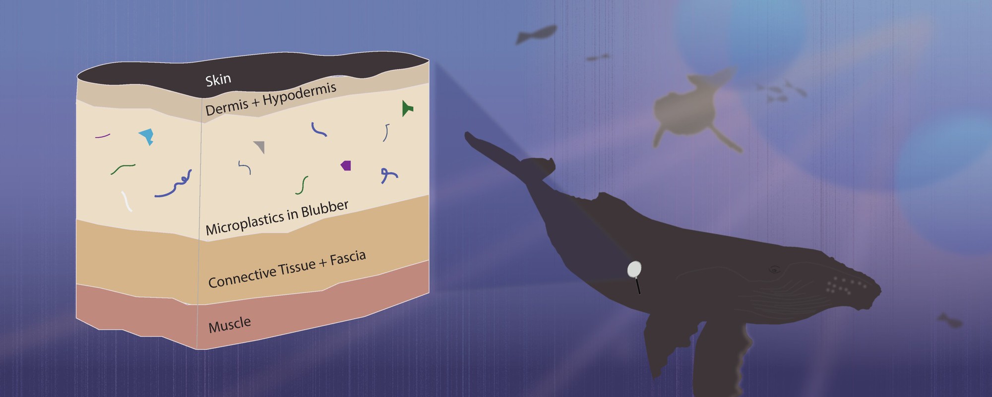 Vi nhựa đã được phát hiện trong mô cơ thể cá voi và cá heo - Ảnh 2.