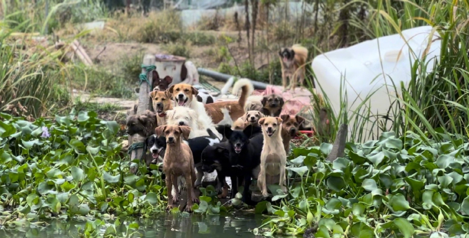 Người phụ nữ thuê trọn hòn đảo, giấu gia đình một mình nuôi hơn 200 chú chó lang thang - Ảnh 1. Người phụ nữ thuê trọn hòn đảo, giấu gia đình một mình nuôi hơn 200 chú chó lang thang - Ảnh 1.