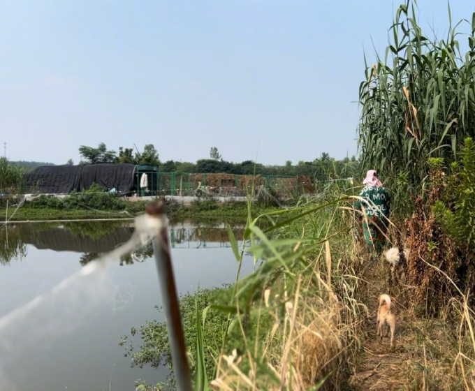 Người phụ nữ thuê trọn hòn đảo, giấu gia đình một mình nuôi hơn 200 chú chó lang thang - Ảnh 2. Người phụ nữ thuê trọn hòn đảo, giấu gia đình một mình nuôi hơn 200 chú chó lang thang - Ảnh 2.