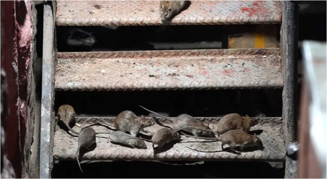 Du lịch 'xem chuột' tại New York - Ảnh 2.