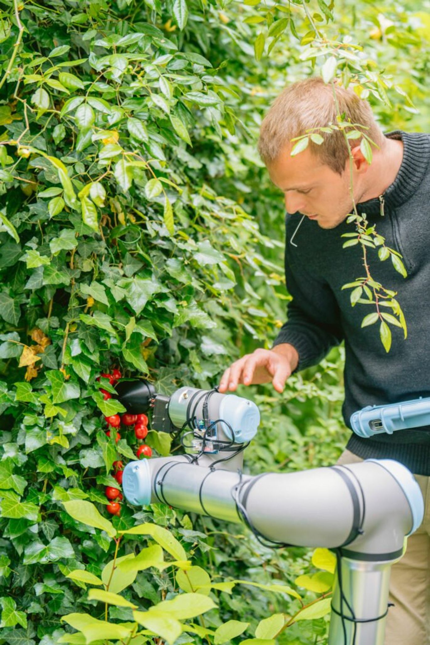 ChatGPT được sử dụng để tạo ra robot thu hoạch nông sản - Ảnh 1.