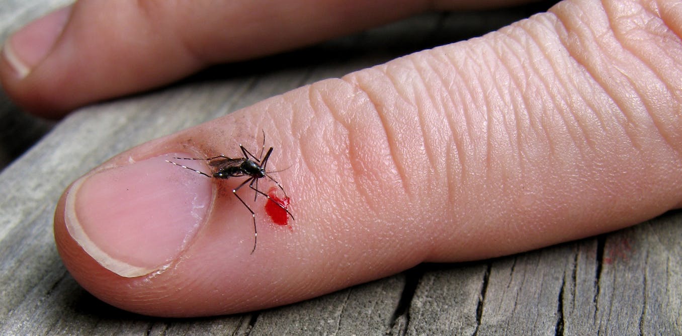 Hình ảnh Con Muỗi Mảnh Mai PNG , Muỗi Clipart, Muỗi, Clip Nghệ Thuật PNG  miễn phí tải tập tin PSDComment và Vector