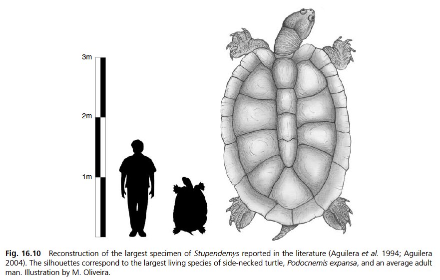 Hóa ra &quot;cụ&quot; rùa chở thầy trò Đường Tăng qua sông có thật: Dài 5m, nặng vài tấn, chỉ có một thiên địch - Ảnh 3.