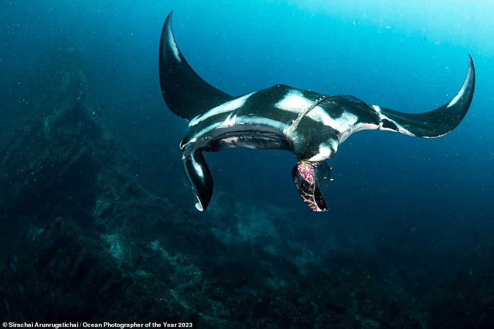 Ngắm những bức ảnh dưới nước đẹp nhất năm 2023: Đánh bại hàng ngàn tác phẩm để thắng giải nhiếp ảnh đại dương vi diệu - Ảnh 2.