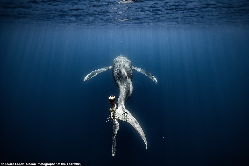 Ngắm những bức ảnh dưới nước đẹp nhất năm 2023: Đánh bại hàng ngàn tác phẩm để thắng giải nhiếp ảnh đại dương vi diệu - Ảnh 7.