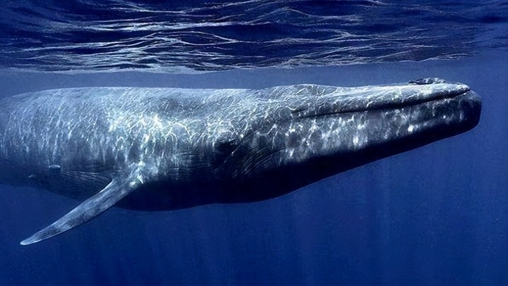 Why do blue whales like to eat small fish and shrimp? – Thuvienpc.com