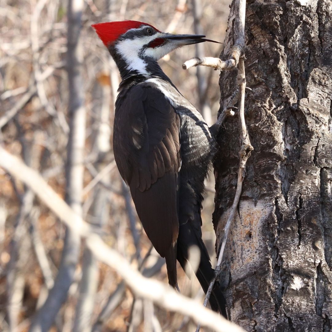 Why do woodpeckers peck 12,000 times a day without sustaining a head ...