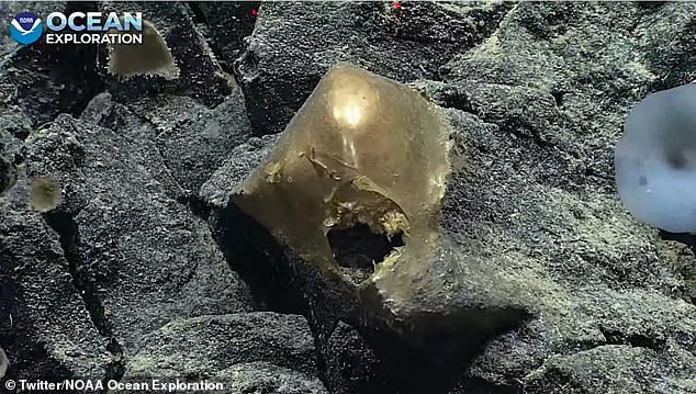 Các nhà khoa học bối rối với 'quả trứng vàng' bí ẩn tìm thấy ở đáy biển sâu, không rõ đây là vật thể gì - Ảnh 1.