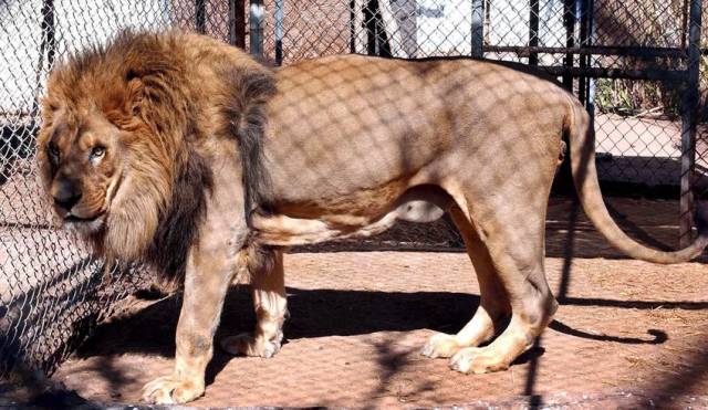 Sư tử được nuôi thương mại ở Nam Phi, với số tiền kiếm được lên tới 42 triệu USD mỗi năm!- Ảnh 3.
