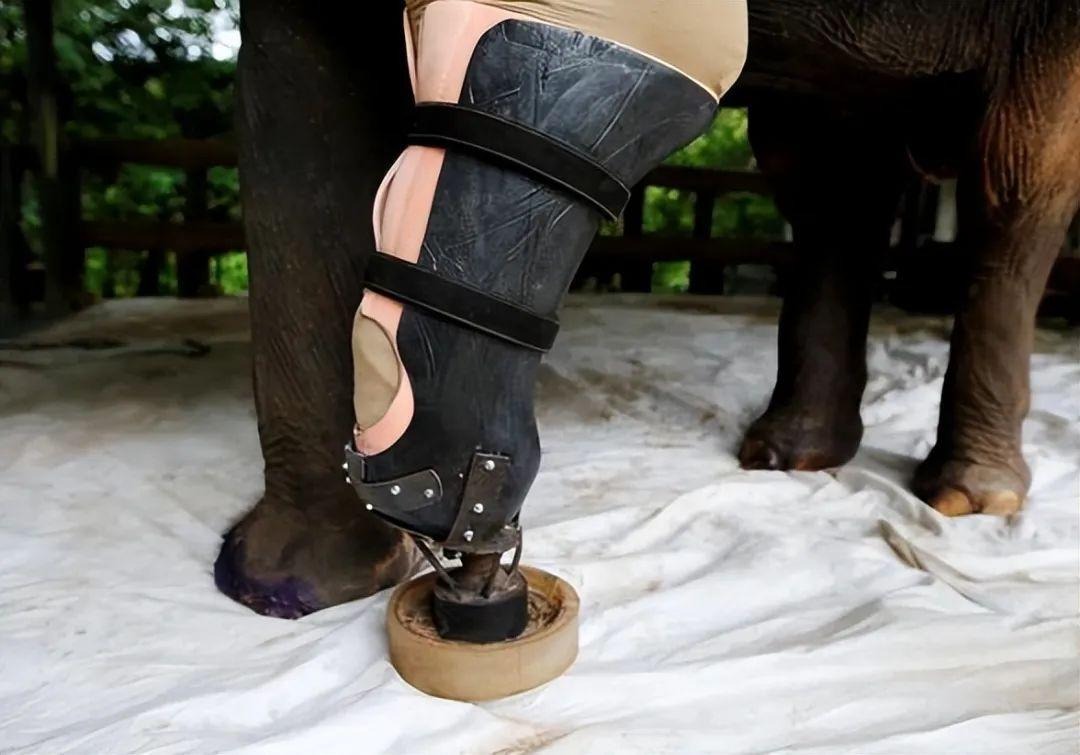 Con voi có thể sống sót dù bị gãy chân, nhưng tại sao con ngựa bị gãy chân lại phải chết?- Ảnh 5.