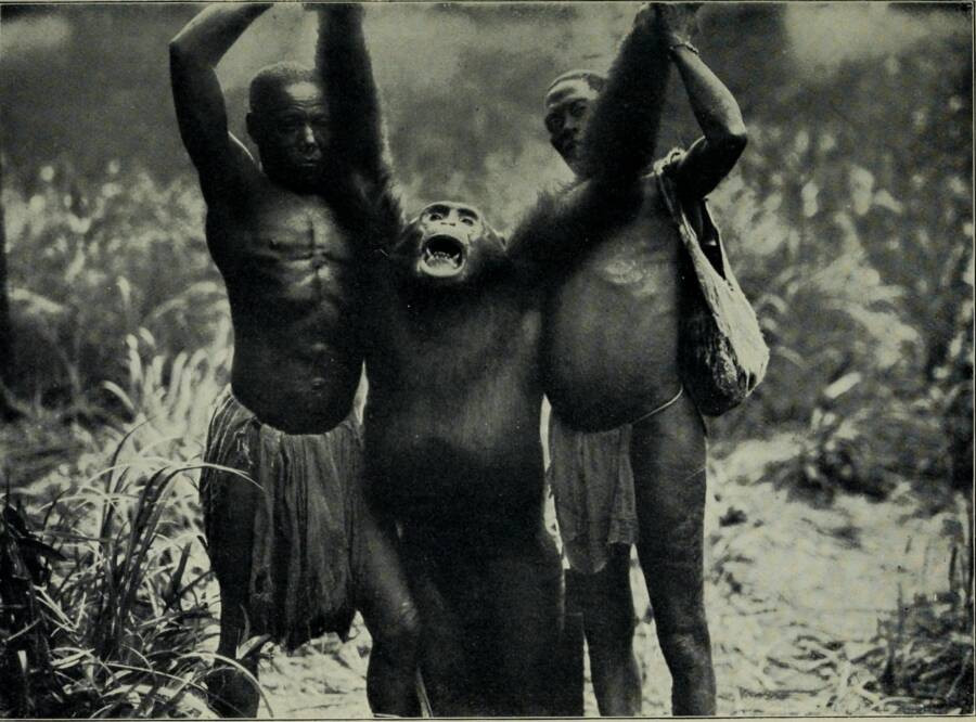 Bí ẩn về loài khỉ Bondo có thể ăn thịt sư tử châu Phi- Ảnh 1.