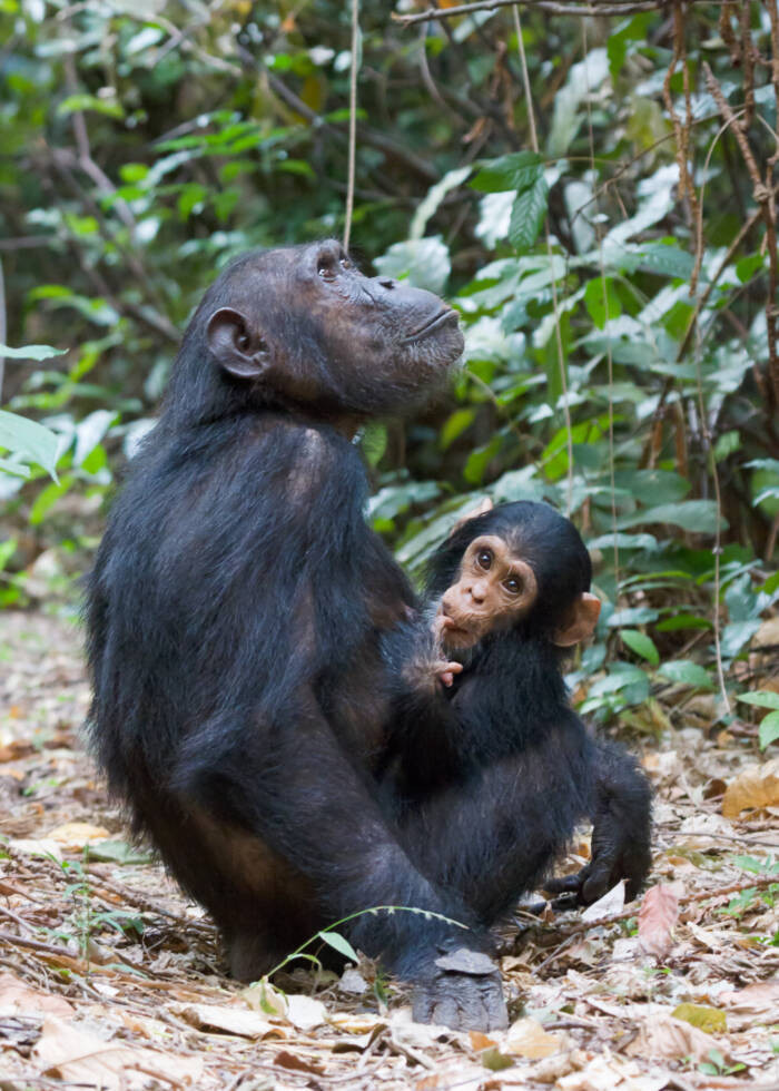 Bí ẩn về loài khỉ Bondo có thể ăn thịt sư tử châu Phi- Ảnh 5.