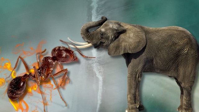 Chuyện "kiến giết voi" có thể xảy ra thật trong tự nhiên không? Nhà khoa học lý giải- Ảnh 3.