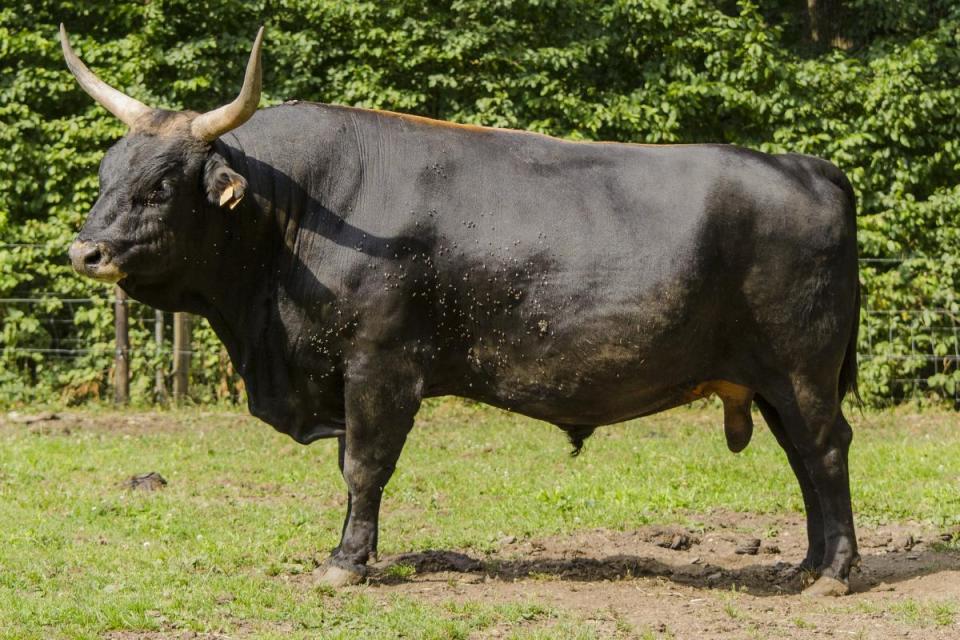 Hồi sinh một loài cổ xưa: Đưa bò rừng châu Âu thoát khỏi sự tuyệt chủng- Ảnh 6.