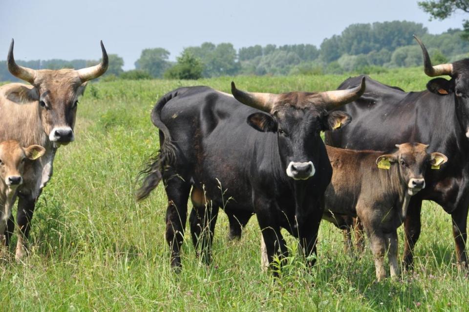 Hồi sinh một loài cổ xưa: Đưa bò rừng châu Âu thoát khỏi sự tuyệt chủng- Ảnh 7.