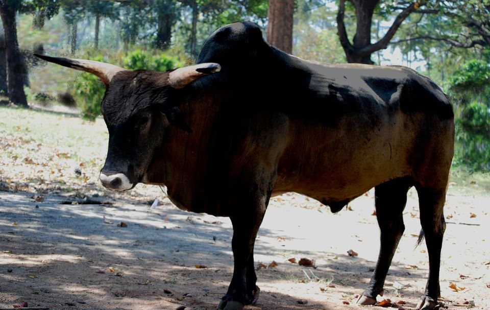 Hồi sinh một loài cổ xưa: Đưa bò rừng châu Âu thoát khỏi sự tuyệt chủng- Ảnh 4.