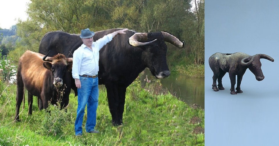 Hồi sinh một loài cổ xưa: Đưa bò rừng châu Âu thoát khỏi sự tuyệt chủng- Ảnh 1.