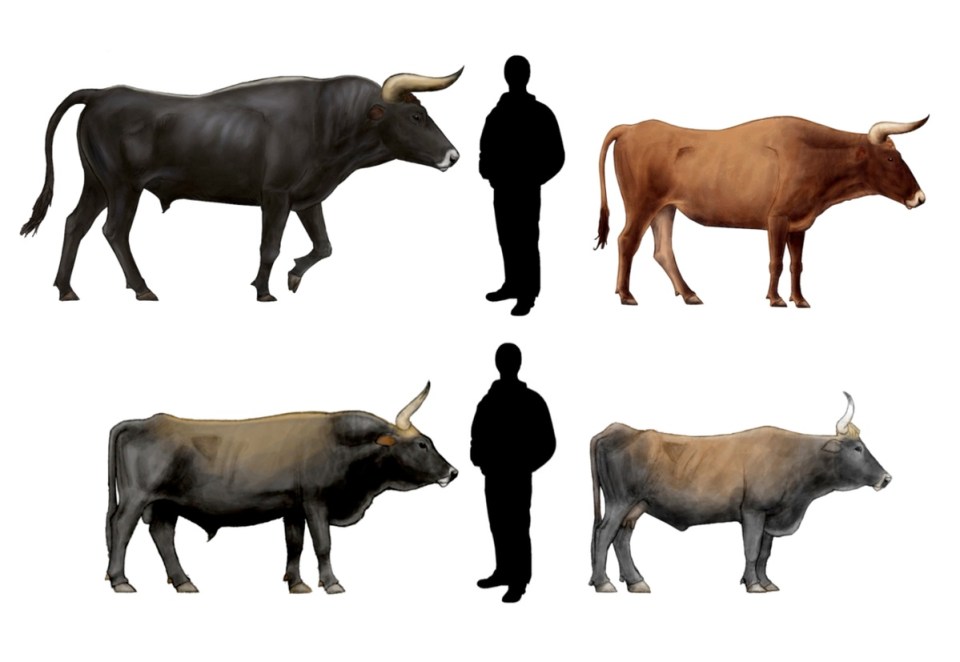 Hồi sinh một loài cổ xưa: Đưa bò rừng châu Âu thoát khỏi sự tuyệt chủng- Ảnh 5.
