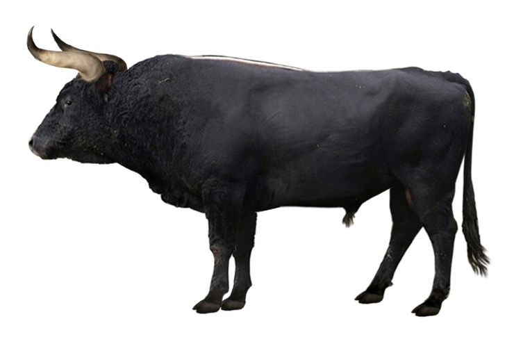 Hồi sinh một loài cổ xưa: Đưa bò rừng châu Âu thoát khỏi sự tuyệt chủng- Ảnh 2.
