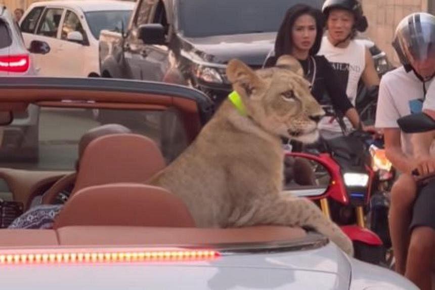Thái Lan liên tục phát hiện người nuôi sư tử làm thú cưng trái phép- Ảnh 2.