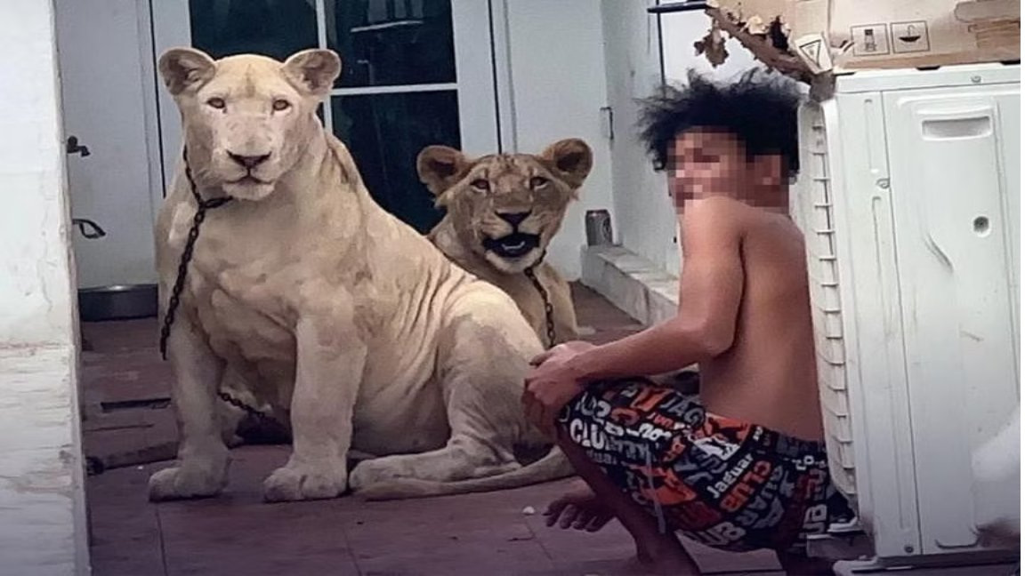 Thái Lan liên tục phát hiện người nuôi sư tử làm thú cưng trái phép- Ảnh 1.