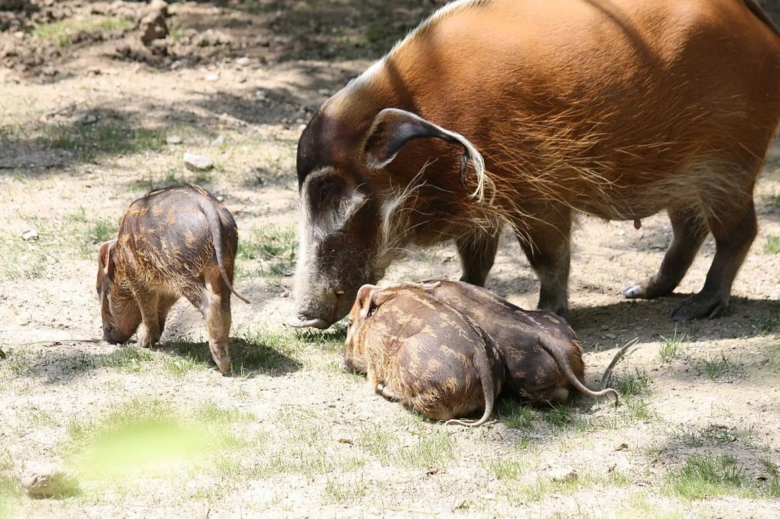 Red river hog: Loài lợn bảnh bao nhất thiên nhiên- Ảnh 5.