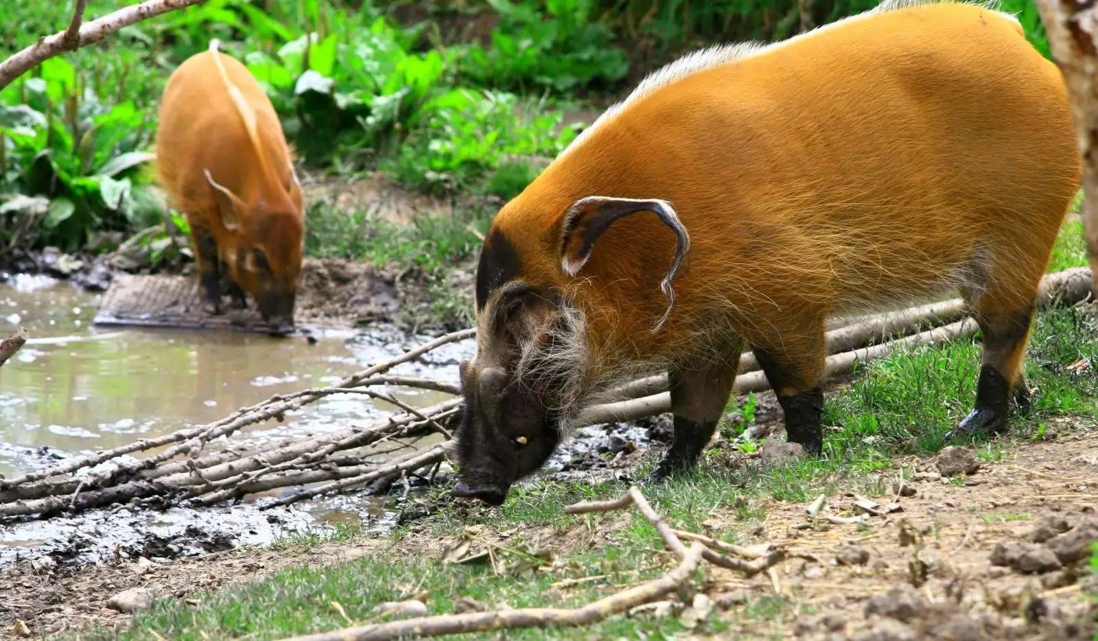 Red river hog: Loài lợn bảnh bao nhất thiên nhiên- Ảnh 6.