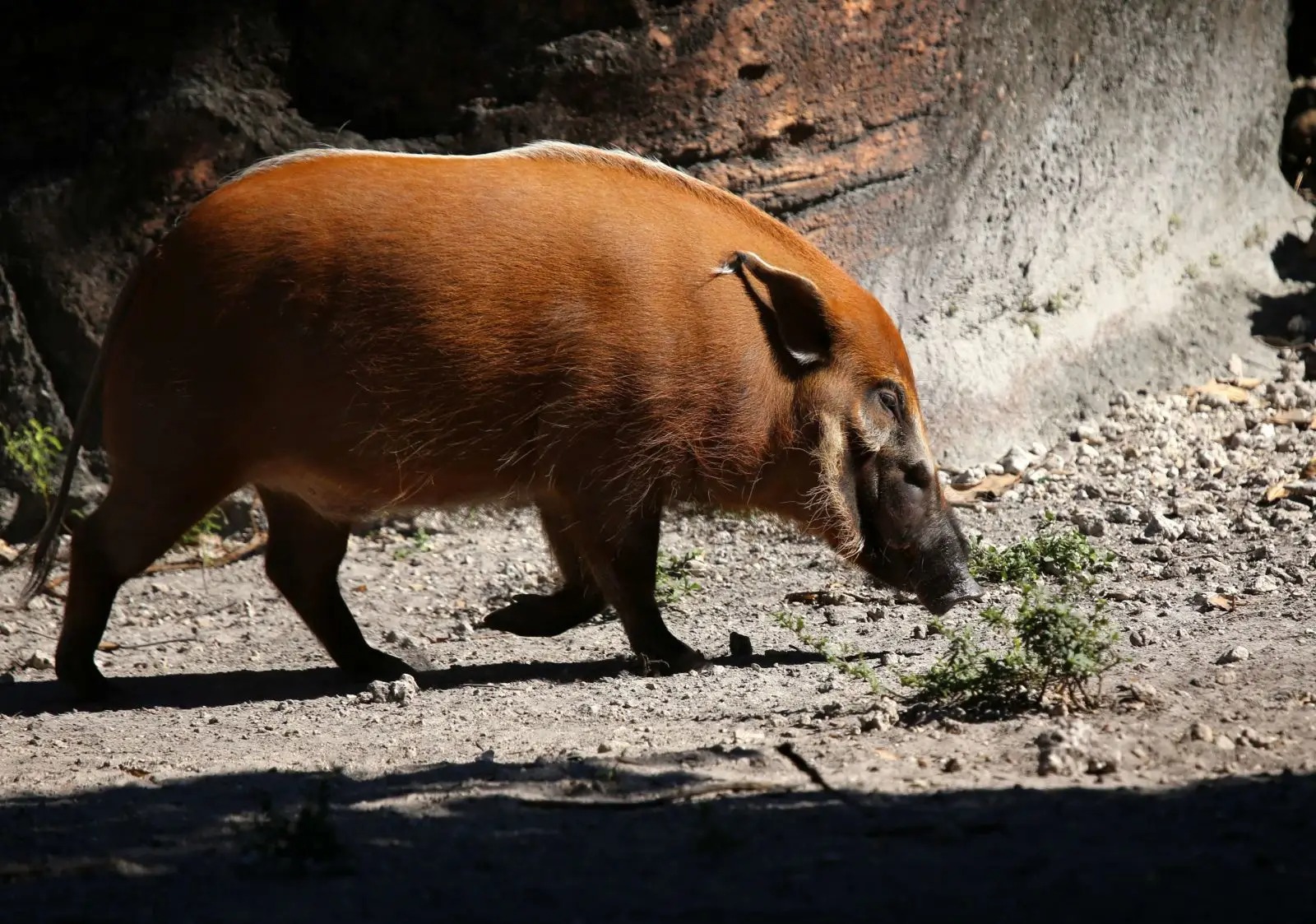 Red river hog: Loài lợn bảnh bao nhất thiên nhiên- Ảnh 2.