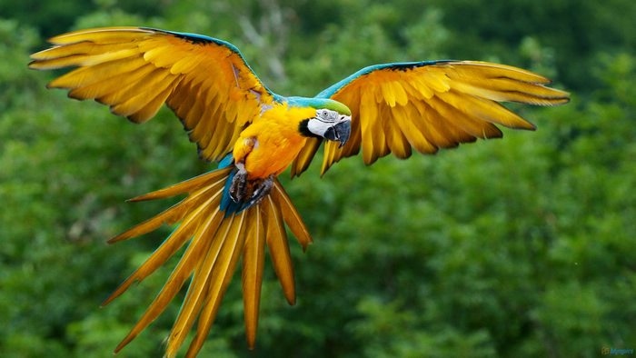 Peru trở thành quốc gia số loài chim đa dạng nhất thế giới- Ảnh 1.
