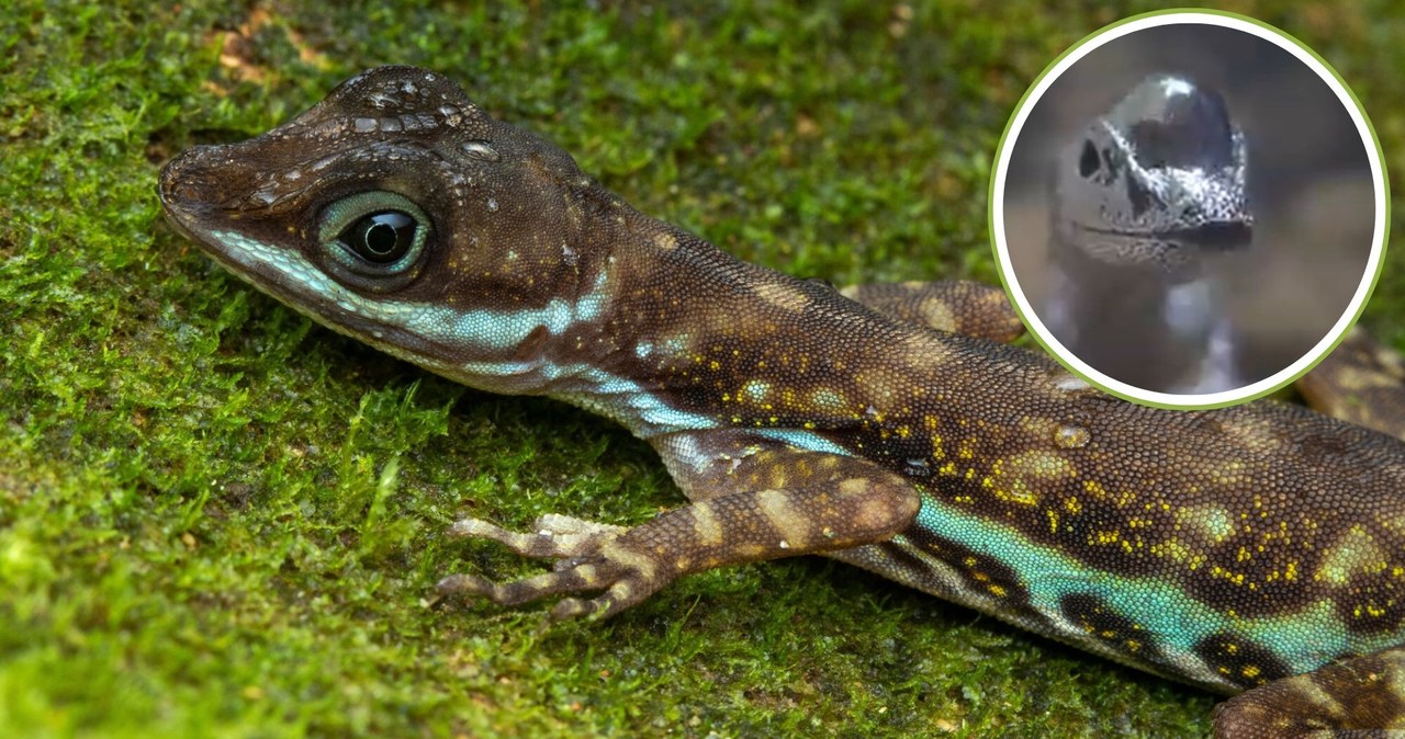 Thằn lằn lặn biển có thể tự tạo ra 'bình oxy' để thở dưới nước- Ảnh 5.