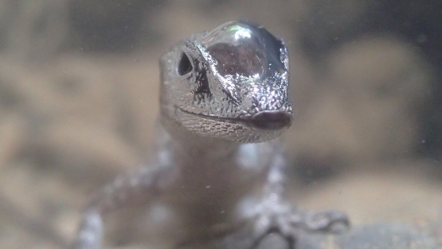 Thằn lằn lặn biển có thể tự tạo ra 'bình oxy' để thở dưới nước- Ảnh 2.