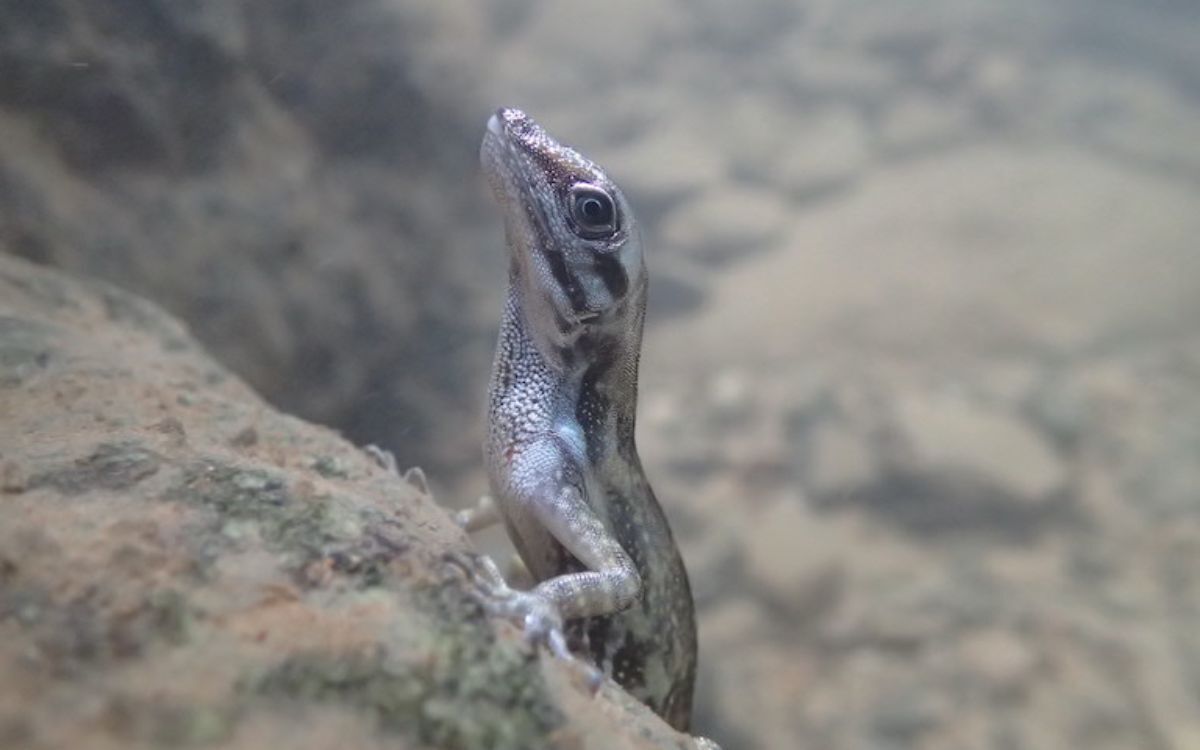 Thằn lằn lặn biển có thể tự tạo ra 'bình oxy' để thở dưới nước- Ảnh 4.