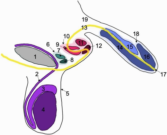 Người đàn ông sống đến 78 tuổi mà không biết mình có 3 dương vật- Ảnh 4.