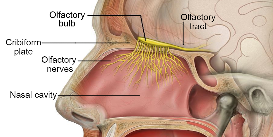 Trong não bộ bạn có những 