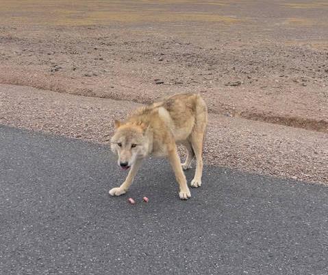 Ngày càng có nhiều con sói lớn ở Hoh Xil dần biến thành 'chó Husky'- Ảnh 3.