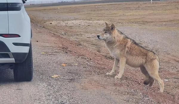 Ngày càng có nhiều con sói lớn ở Hoh Xil dần biến thành 'chó Husky'- Ảnh 6.