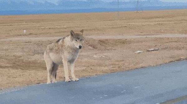 Ngày càng có nhiều con sói lớn ở Hoh Xil dần biến thành 'chó Husky'- Ảnh 1.