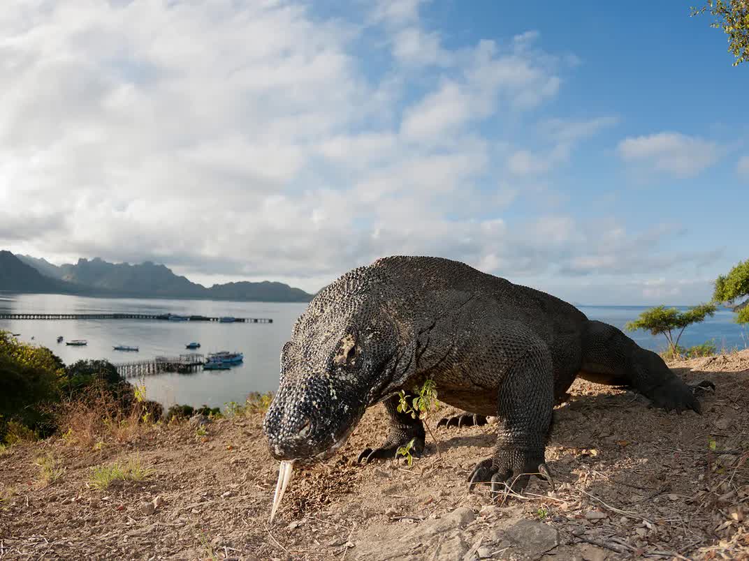 Rồng Komodo: Những cuộc gặp gỡ đầy nguy hiểm với 'vua thằn lằn'- Ảnh 2.