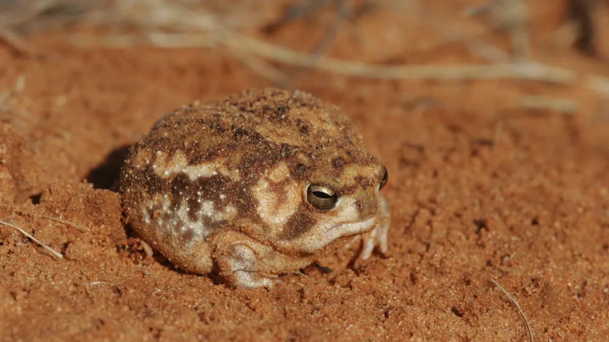 Desert rain frog: Loài ếch sở hữu gương mặt 'cáu kỉnh' nhất trên sa mạc- Ảnh 4.