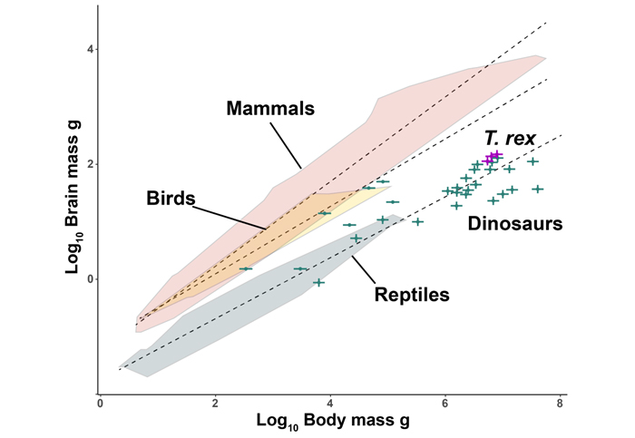 Chúng ta có thể đã sai về T. rex một lần nữa: 'Thông minh như khỉ' hay chỉ là lời đồn?- Ảnh 2.