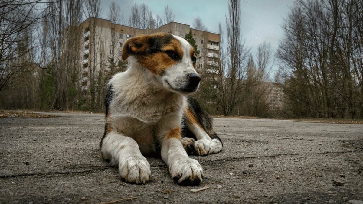 Tại sao những con chó tại Chernobyl trải qua quá trình tiến hóa vô cùng nhanh chóng?- Ảnh 2.