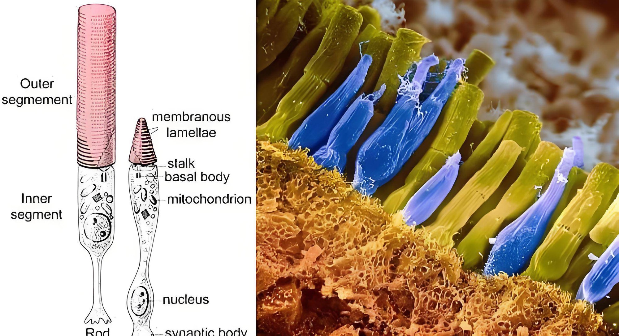 Hóa ra động vật có vú hiện đại bị 'mù màu' đều là do khủng long bạo chúa Tyrannosaurus rex?- Ảnh 1.