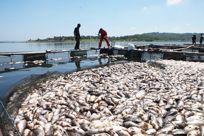 Các nhà khoa học tiêm gen cá sấu Trung Quốc vào cá nheo Mỹ để tạo ra "siêu cá"- Ảnh 2.