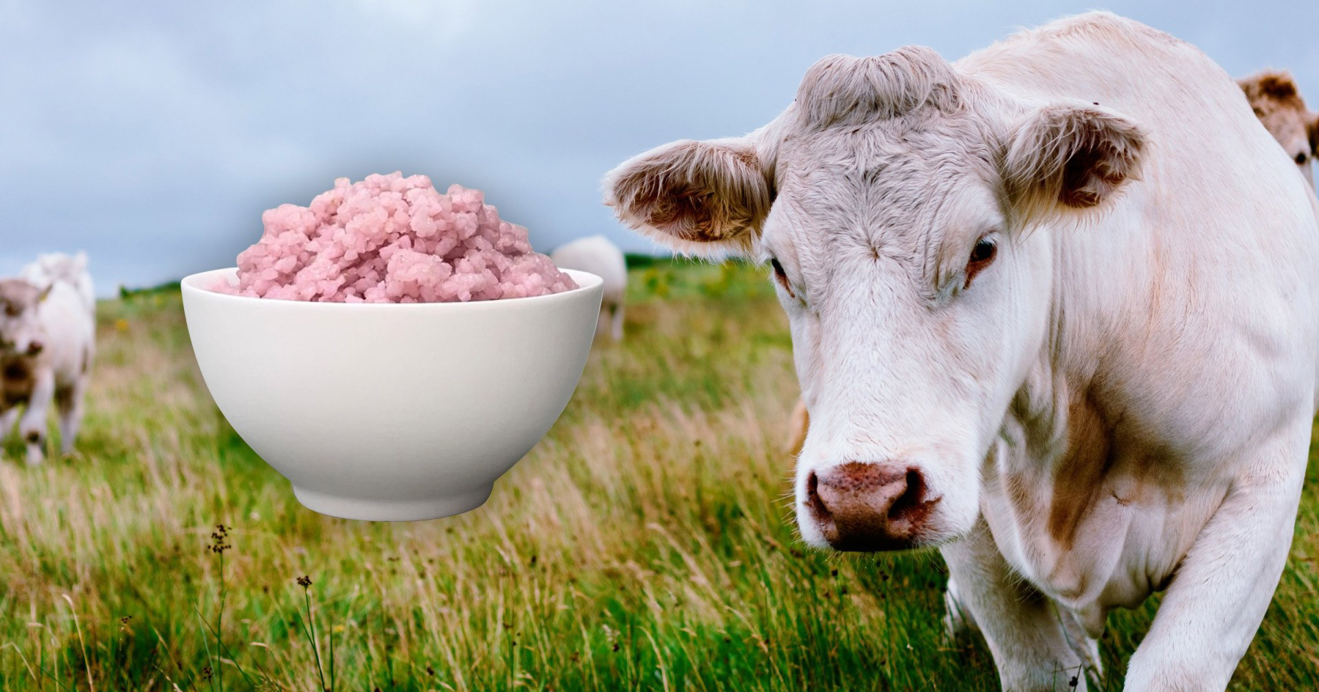 Các nhà khoa học vừa tạo ra gạo lai thịt bò: Phở, bún bò Huế và cơm rang dưa bò trong tương lai sẽ không còn có thịt?- Ảnh 1.