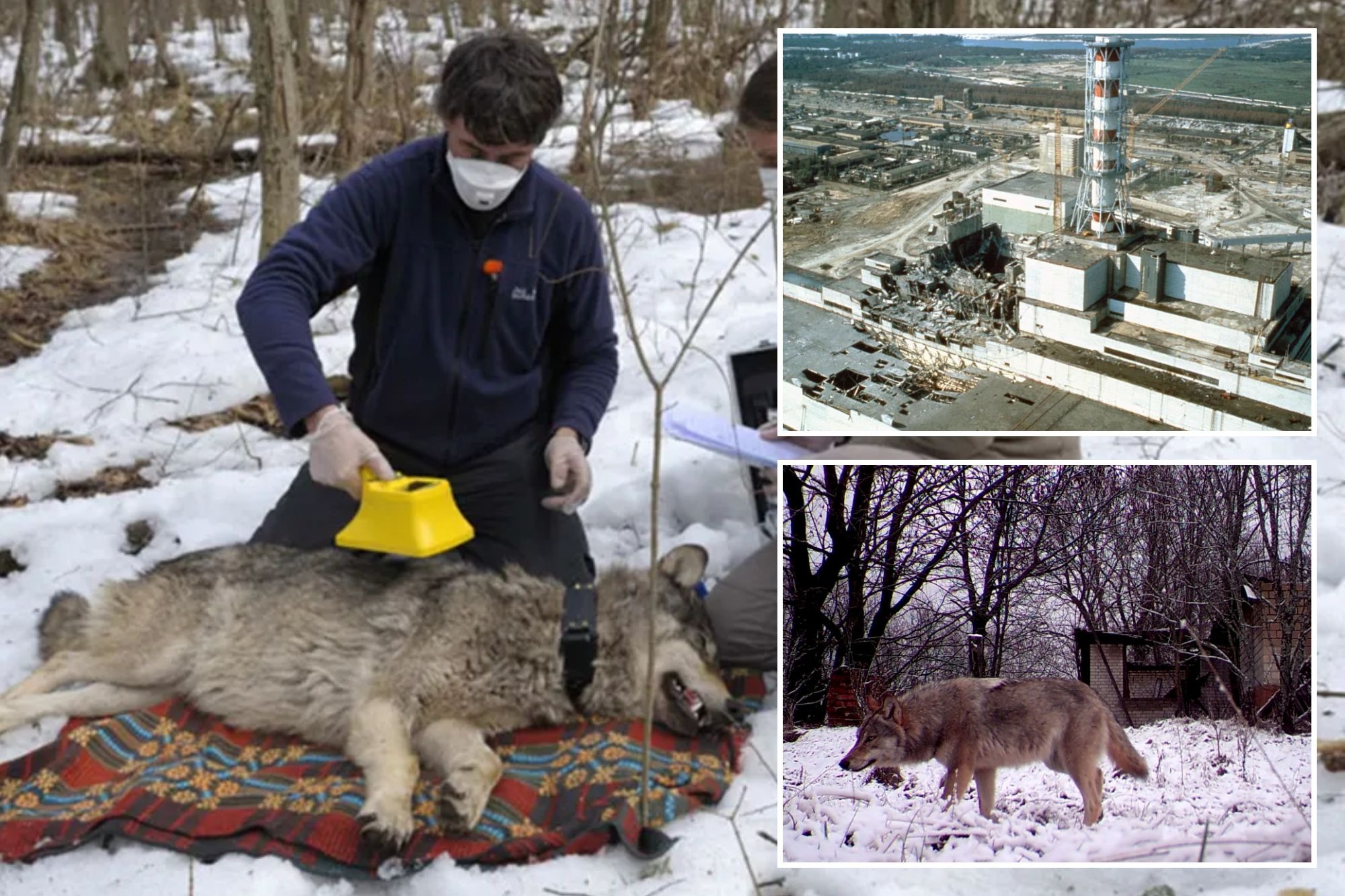 Chernobyl Cattle Những con sói đột biến ở Chernobyl dường như đã phát triển một số loại ...